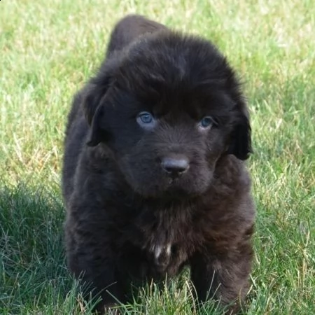 regalo cuccioli di terranova