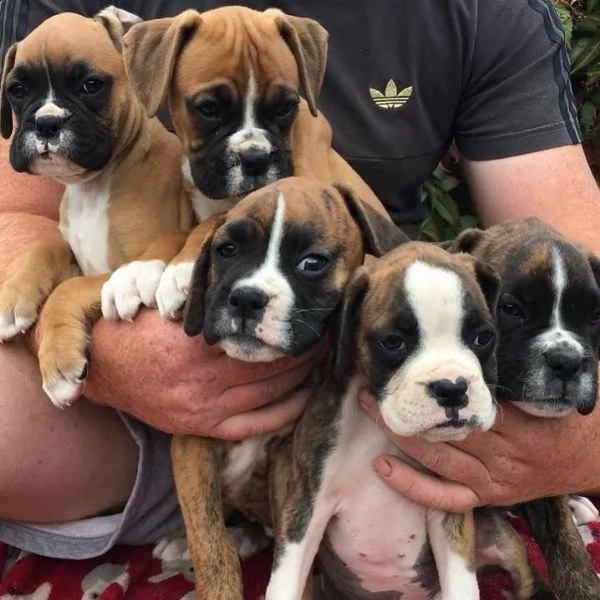 regalo di cuccioli boxer