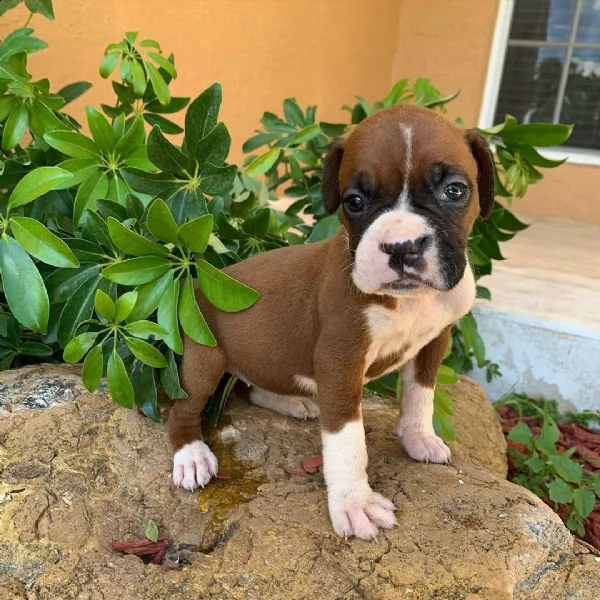 regalo di cuccioli boxer | Foto 1