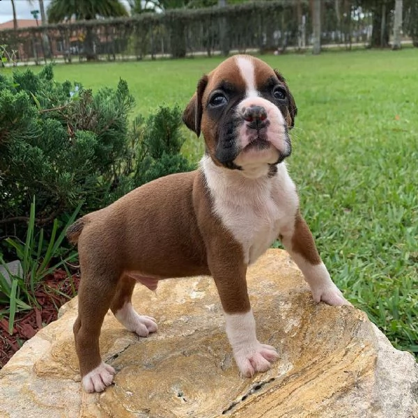 regalo di cuccioli boxer | Foto 0