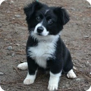  vendita cucciolo border collie | Foto 0