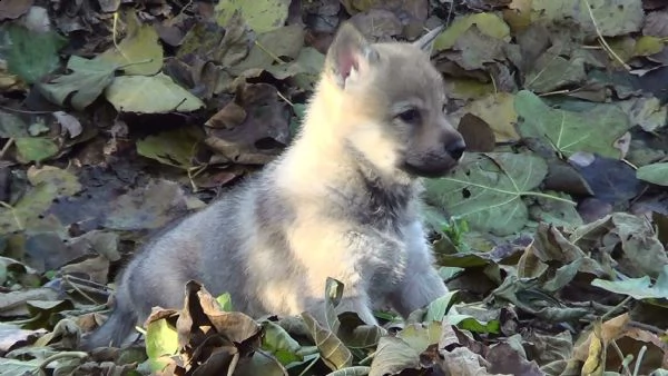  vendita cucciolo di lupo cecoslovacco