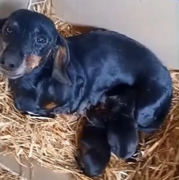 Cuccioli bassotti nani maschi  | Foto 1