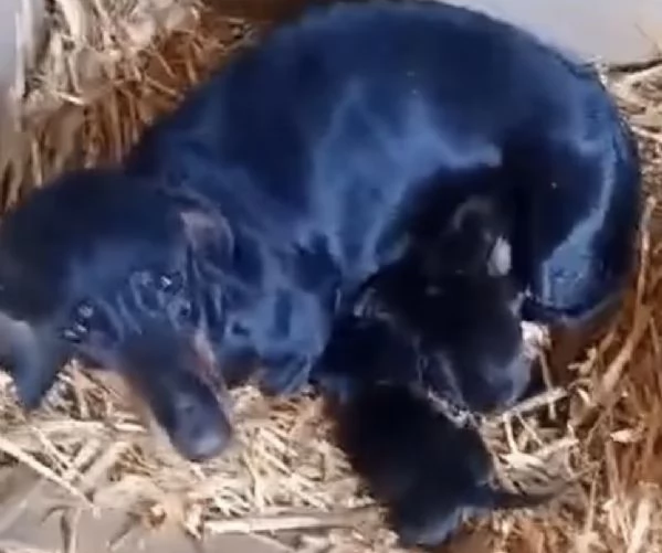 Cuccioli bassotti nani maschi  | Foto 0