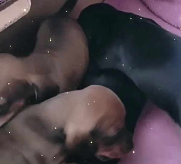 Cuccioli bassotti nani maschi 