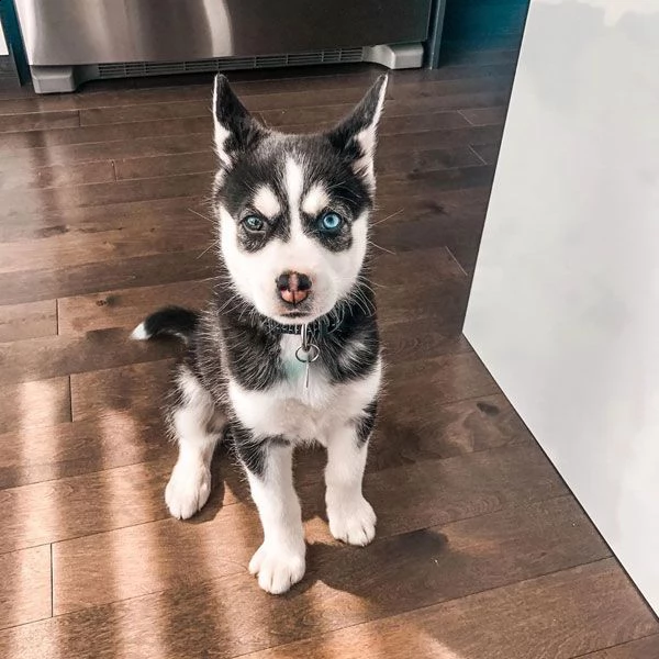  vendita siberian husky occhi color ghiaccio stupendi