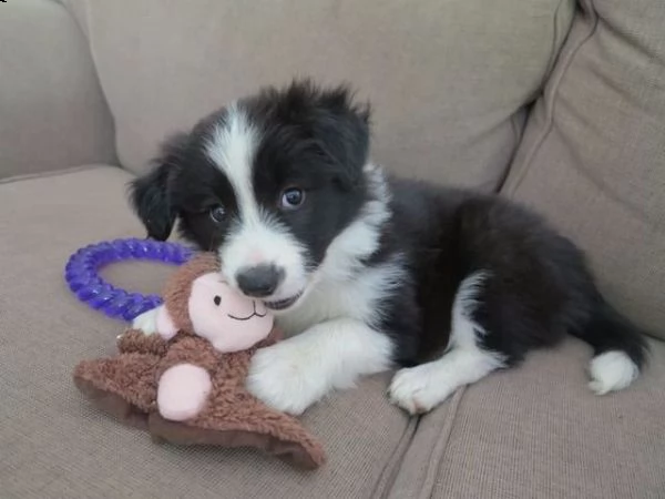vendita cucciolo disponibili bellissimi cuccioli border collie