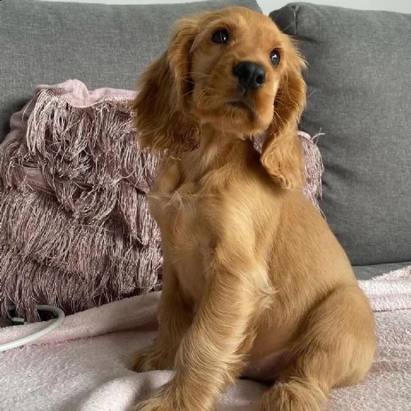 cuccioli di cocker spaniel sani in vendita