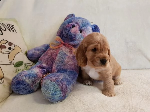 cuccioli di cocker spaniel sani in vendita | Foto 0