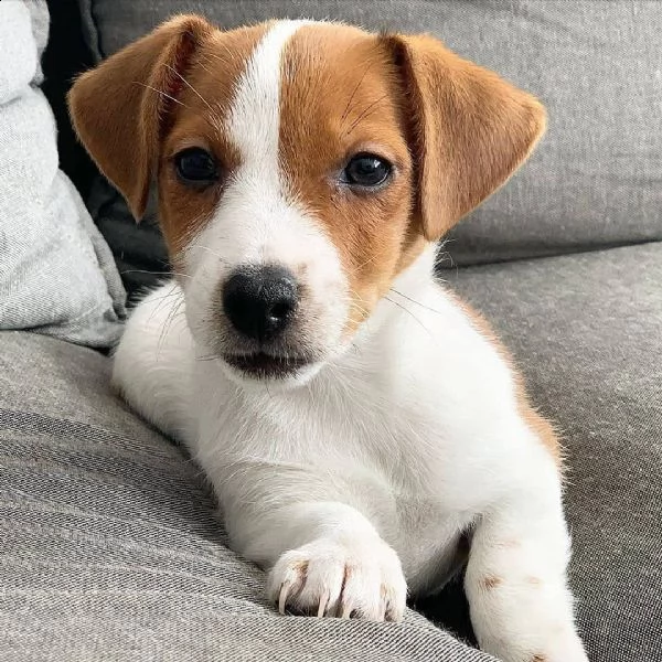 regalo cucciolo da volontario