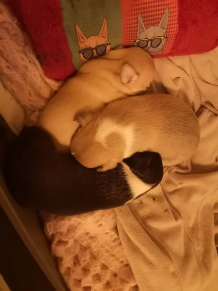 cuccioli chihuahua toy
