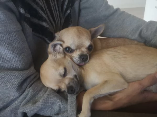 cuccioli chihuahua toy | Foto 0