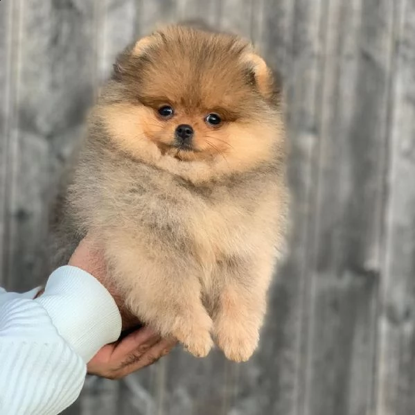 cucciolo volpino pomerania da privato
