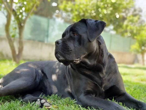 Vendita Cane Corso Da Privato A Vendita 23 10 2020