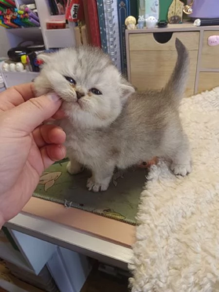 Micina British Shorthair | Foto 3