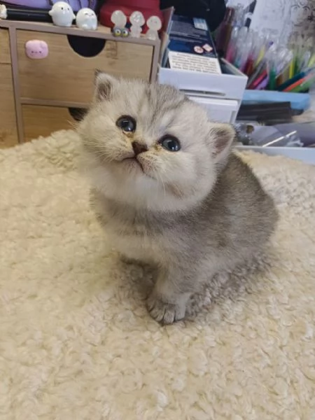 Micina British Shorthair