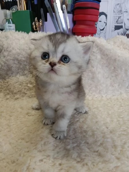 gattina British Shorthair | Foto 2