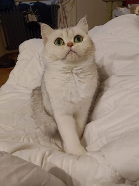 gattina British Shorthair | Foto 1