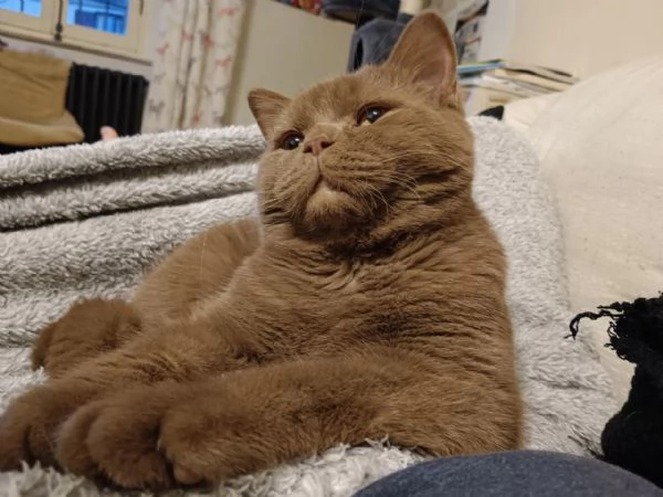 gattina British Shorthair | Foto 0