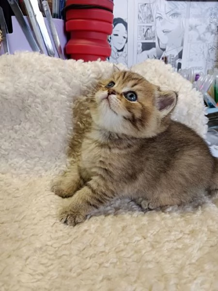 Cucciolo British Shorthair | Foto 2