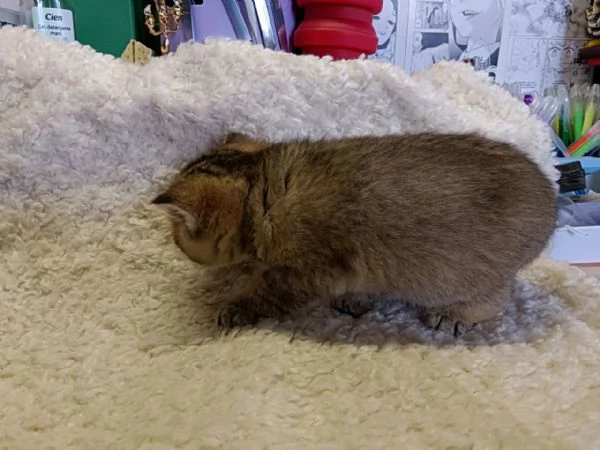 Cucciolo British Shorthair | Foto 1