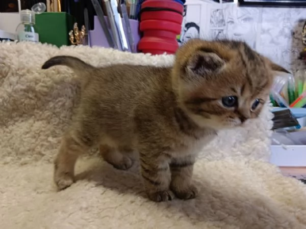 Cucciolo British Shorthair | Foto 0