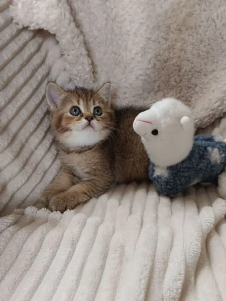 Milo maschietto British Shorthair Mackerel Tabby | Foto 4