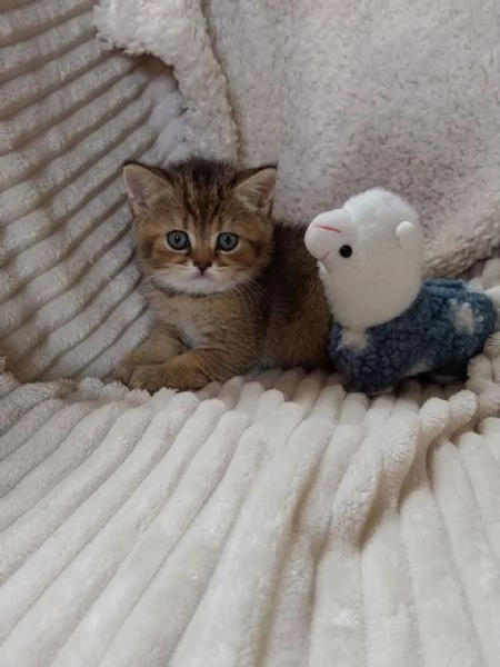 Milo maschietto British Shorthair Mackerel Tabby | Foto 3