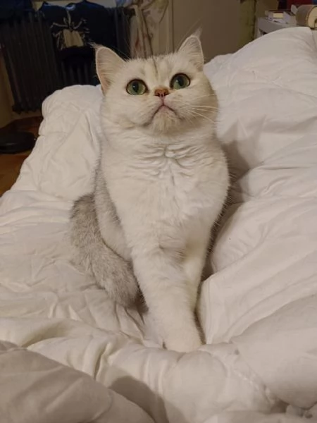 Milo maschietto British Shorthair Mackerel Tabby | Foto 1