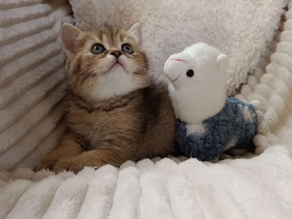 Milo maschietto British Shorthair Mackerel Tabby