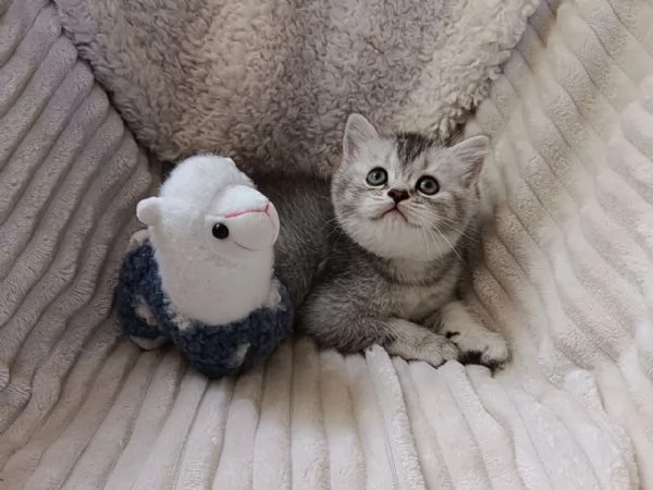 Mia british Shorthair Black Silver Shell | Foto 6