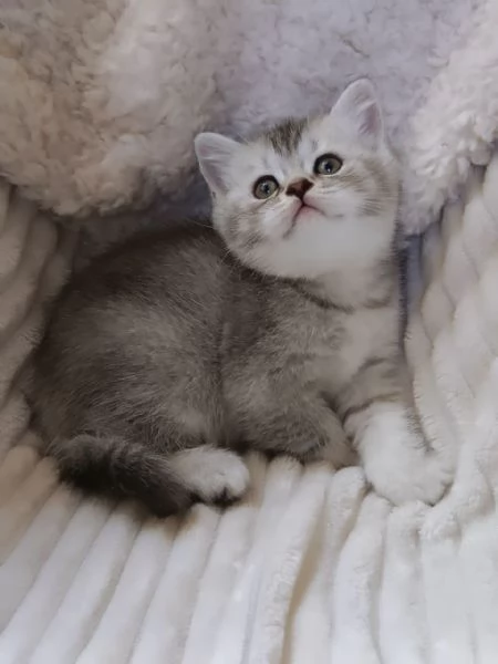 Mia british Shorthair Black Silver Shell