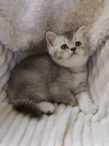 Mia british Shorthair Black Silver Shell | Foto 3