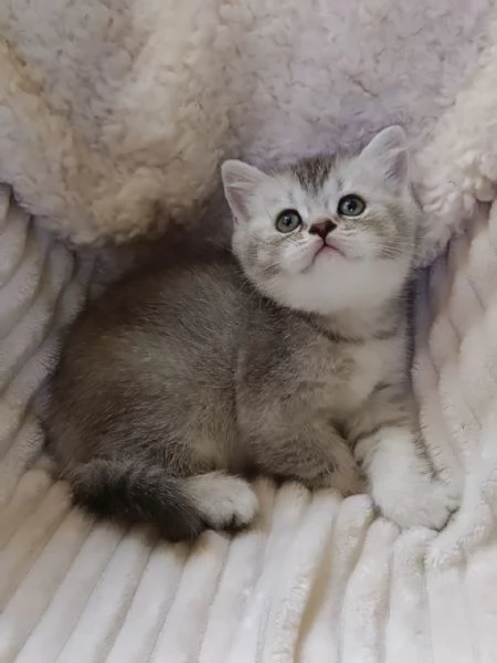Mia british Shorthair Black Silver Shell | Foto 1