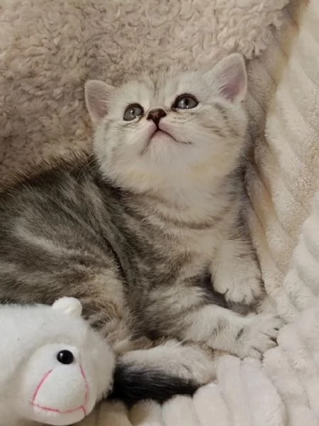 Miro British Shorthair Blotched Tabby
