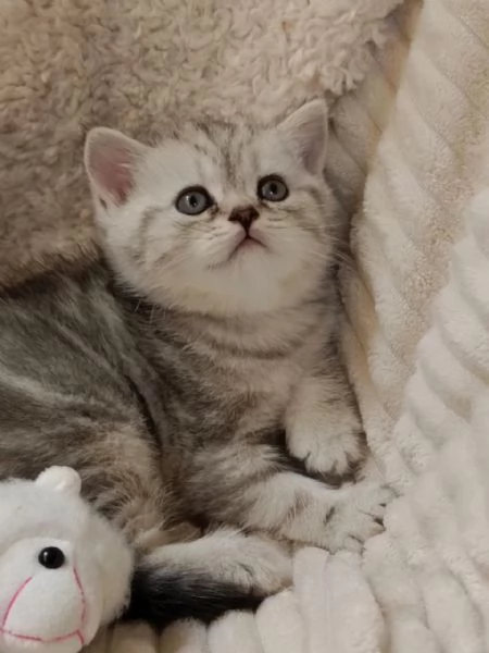 Miro British Shorthair Blotched Tabby | Foto 5