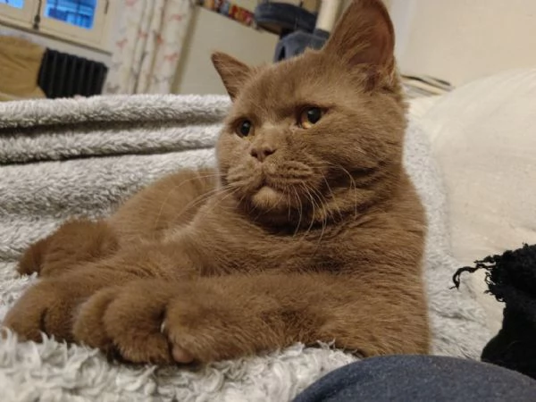Miro British Shorthair Blotched Tabby | Foto 4
