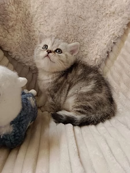 Miro British Shorthair Blotched Tabby | Foto 3