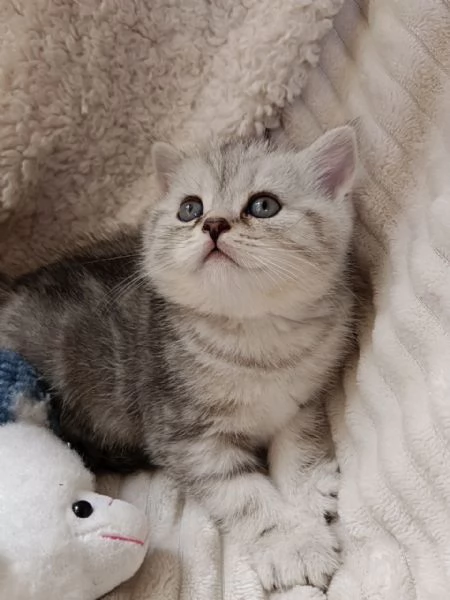 Miro British Shorthair Blotched Tabby | Foto 0