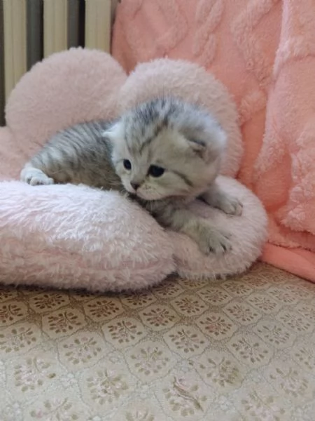 British Shorthair e Scottish straight | Foto 3