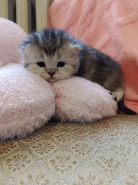 British Shorthair e Scottish straight