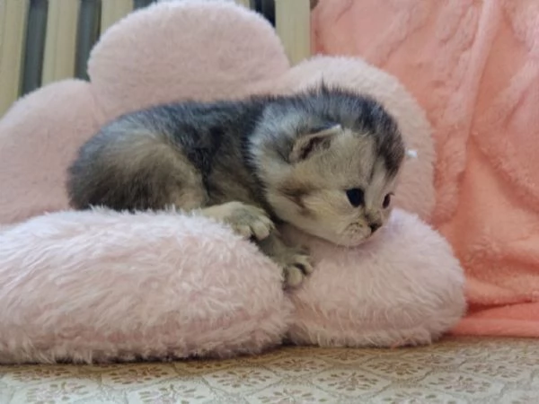 British Shorthair e Scottish straight | Foto 2