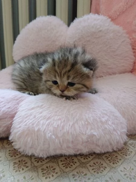 British Shorthair e Scottish straight | Foto 1