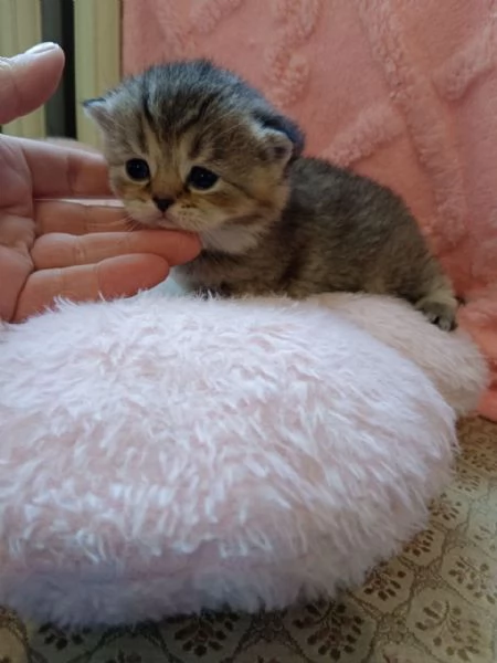 British Shorthair e Scottish straight | Foto 0