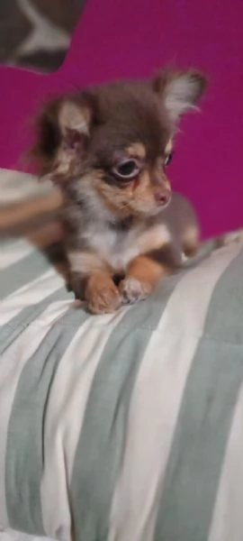 Chihuahua toy cucciolo color chocolate focata 