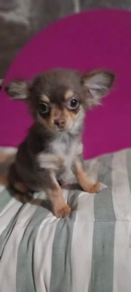 Chihuahua toy cucciolo color chocolate focata  | Foto 5
