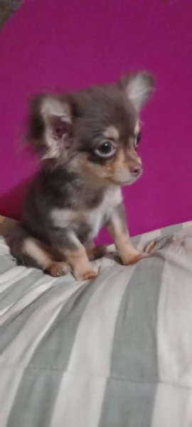 Chihuahua toy cucciolo color chocolate focata  | Foto 4