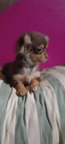 Chihuahua toy cucciolo color chocolate focata  | Foto 2