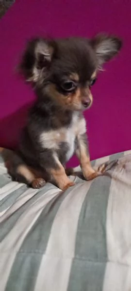 Chihuahua toy cucciolo color chocolate focata  | Foto 1