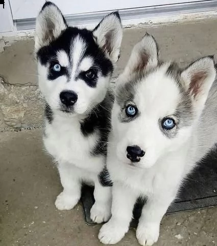 regalo cuccioli di husky siberiano  maschi e femmina  